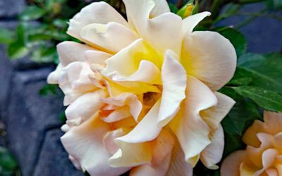 PRIMAVERA Rosenfest 2026