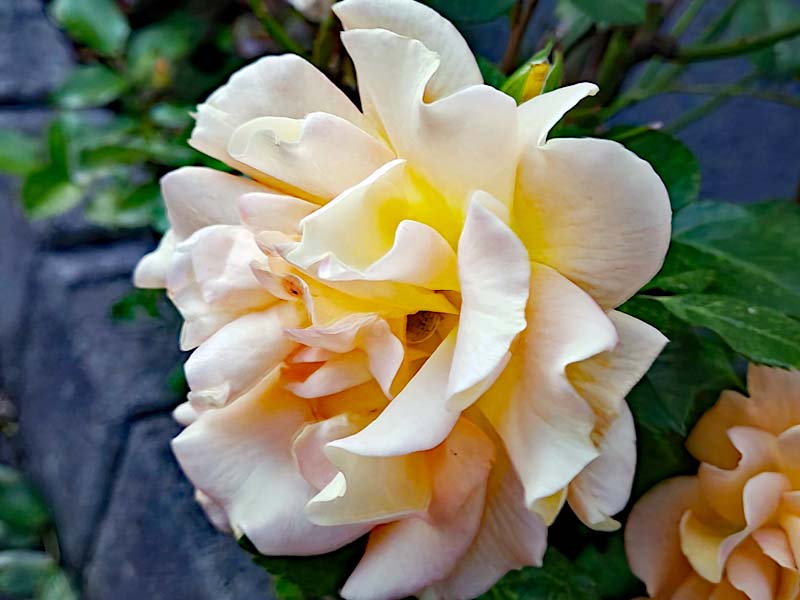 PRIMAVERA Rosenfest 2026